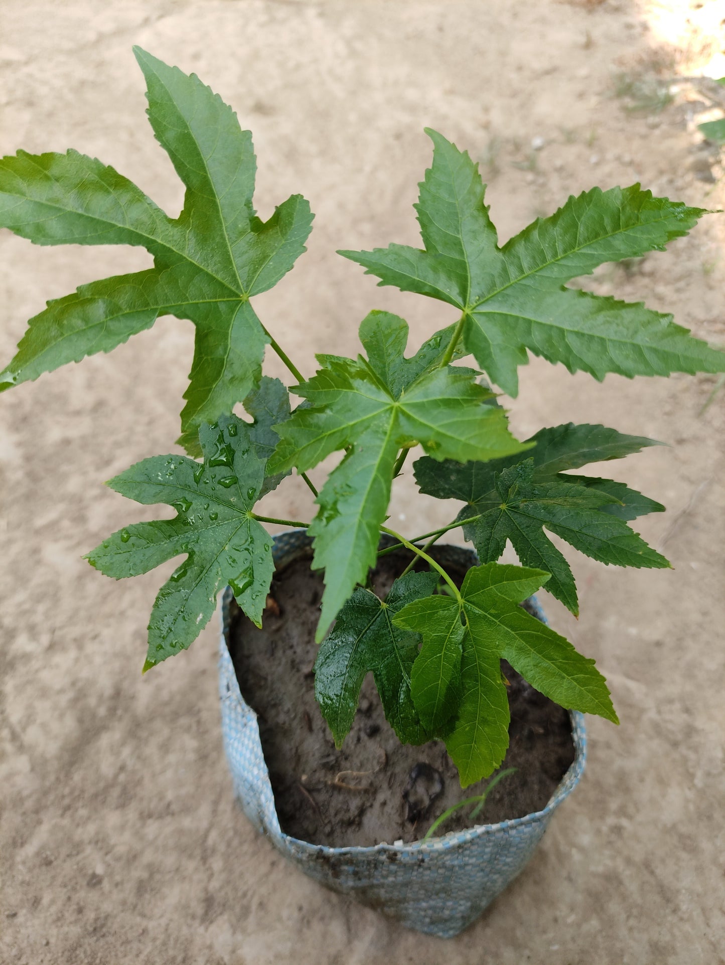 Seeds Lanthan Hibiscus