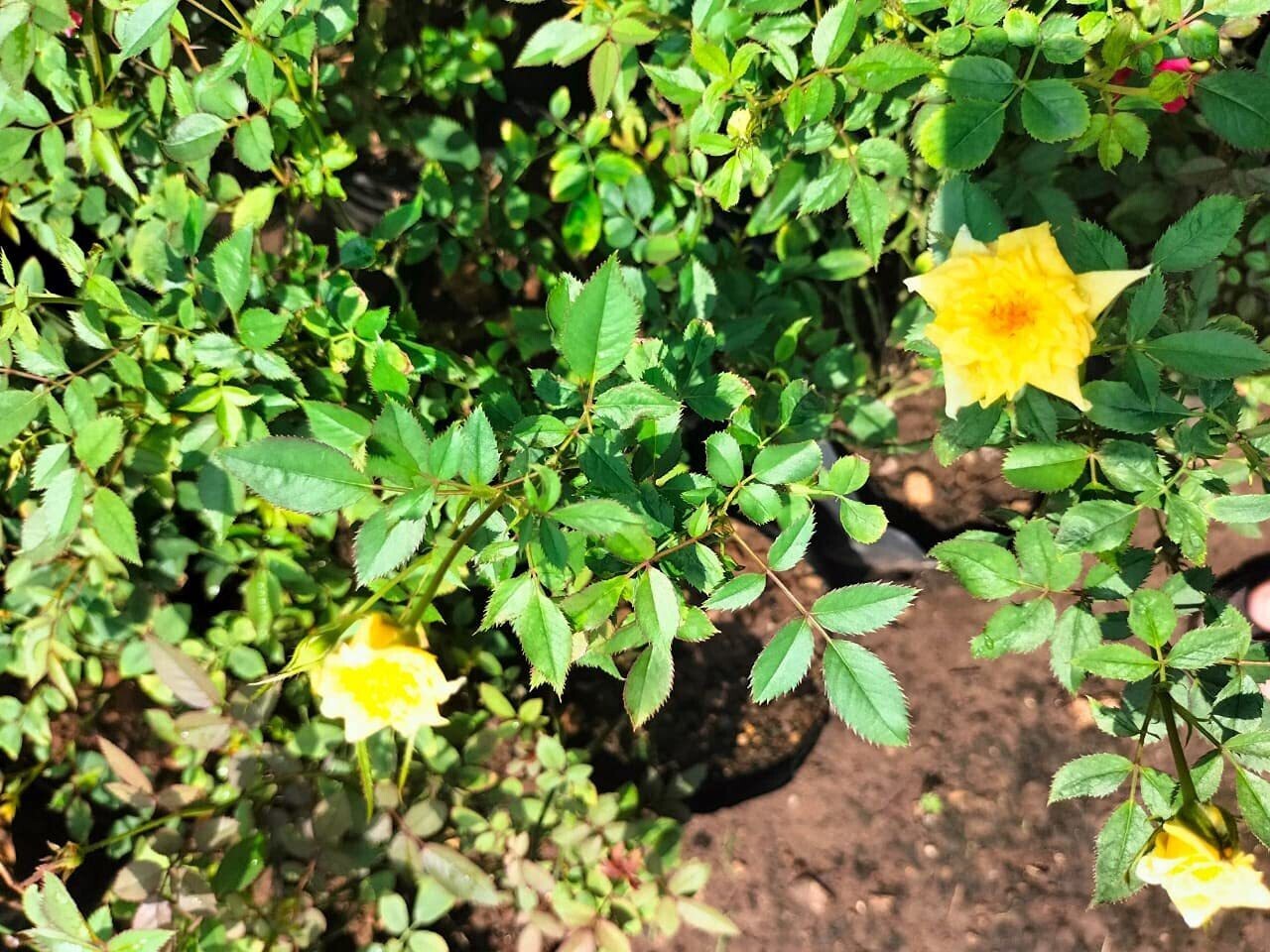 Seeds Miniature Rose, Button Rose (Any Color) - Plant