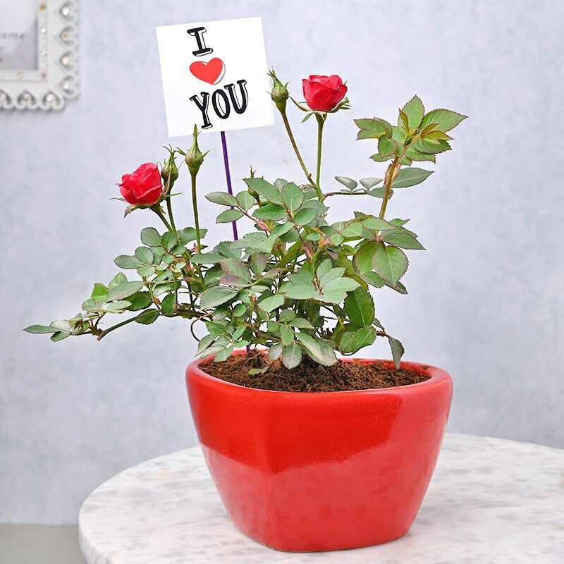 Seeds Blooming Red Rose Live Indoor Plant Gift'S for Valentine'S Day