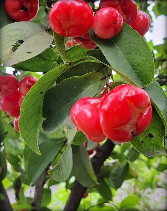 Seeds Red Wax Apple / Water Apple/Jamun/ Jamrul Live Plant.