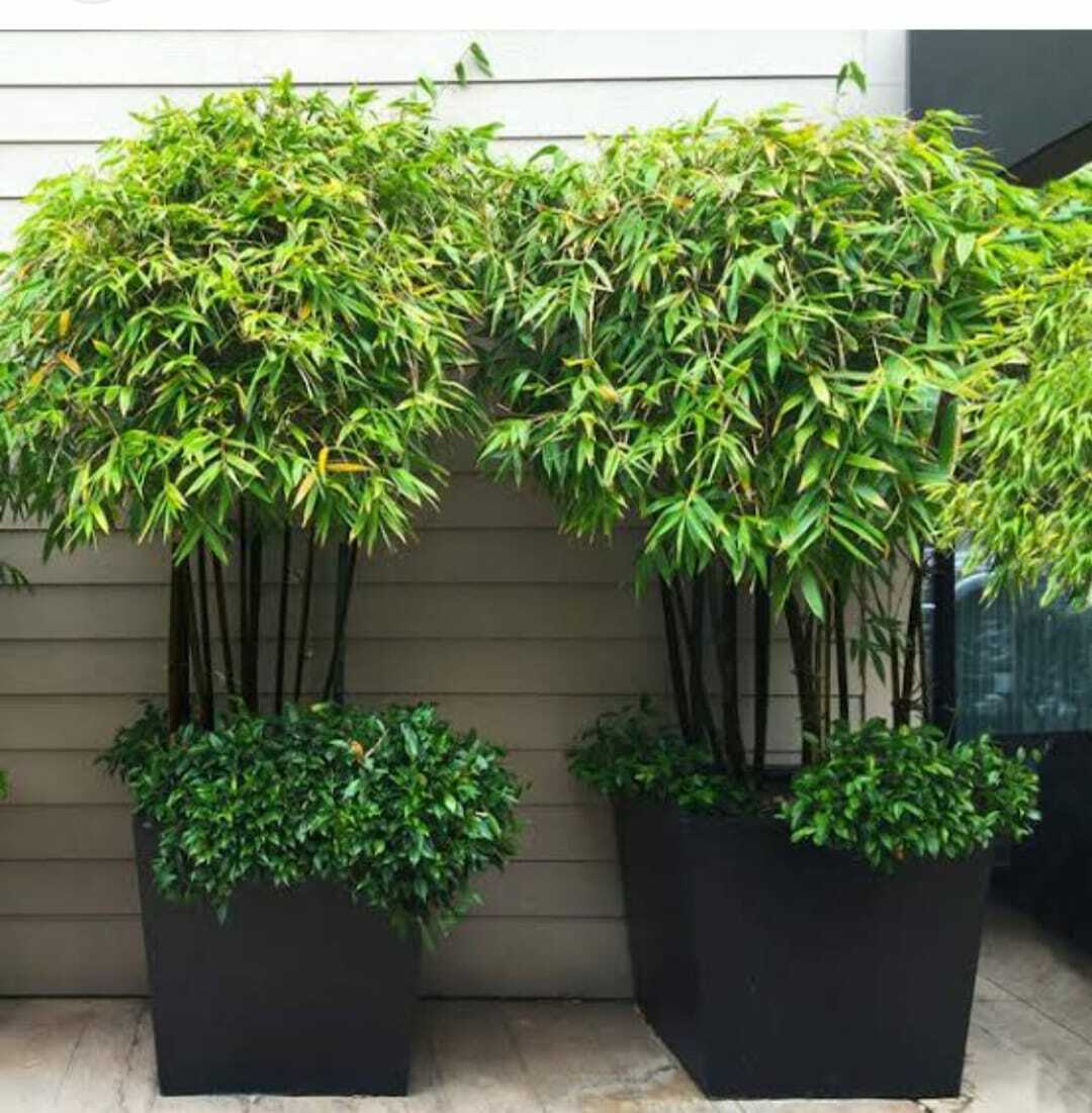 Seeds Chaina Bamboo Plant