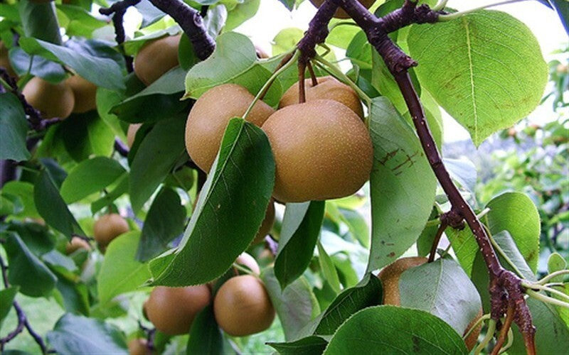 Seeds Pear Live Plant (Hybrid, Pack of 1)