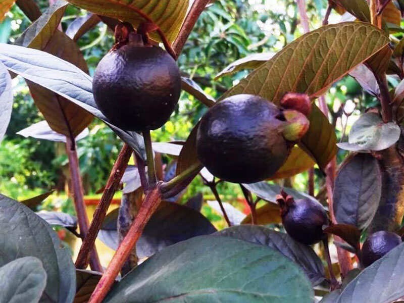 Seeds Black Guava, Amrud - Plant