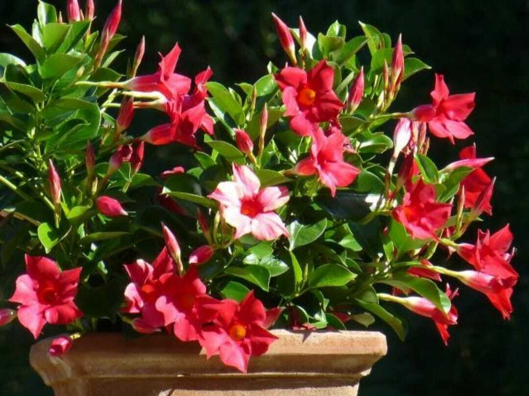 Seeds Red Mandevilla Flower