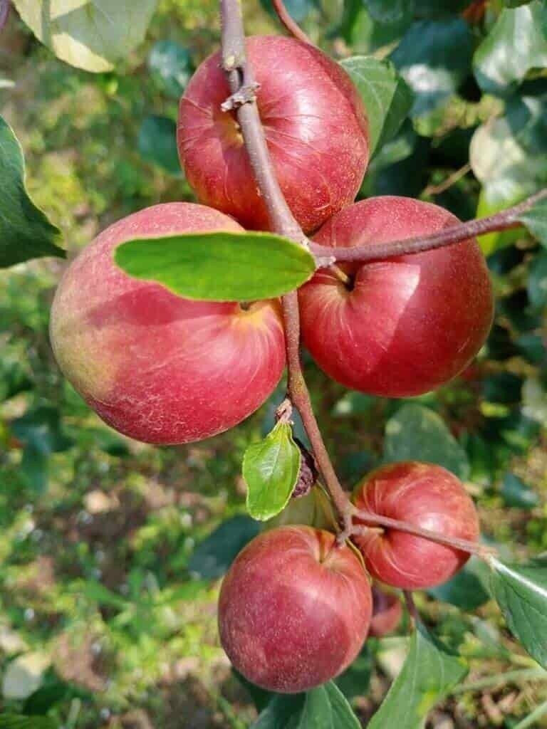 Seeds Red Thai Grafted Ber Apple Plant