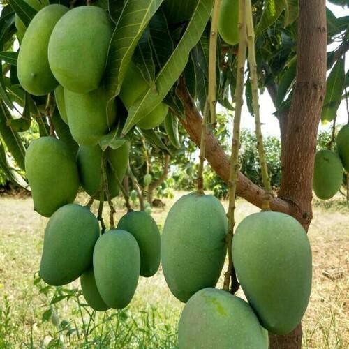 Seeds Live Bonsai All Season Mango Plant