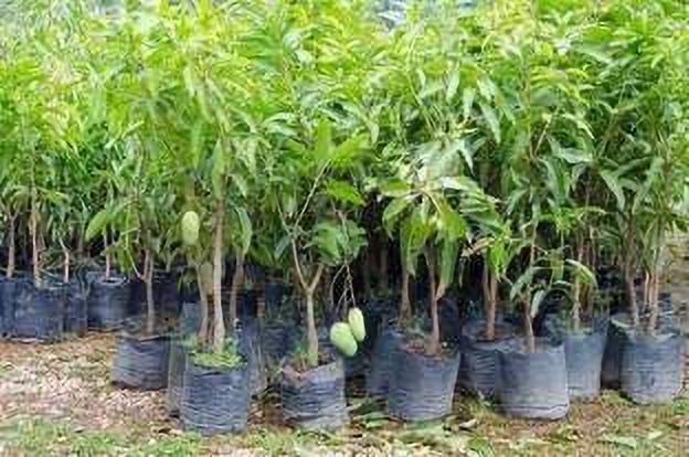 Seeds Sweet Green Mango(Kaccha Mitha Aam) Live Grafted Plant