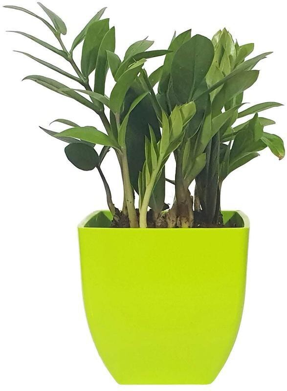 Seeds Natural Plant Decorative Air Purifying Indoor Zz Or Zamiifolia Plant (Zamioculcas Zamiifolia Plant)