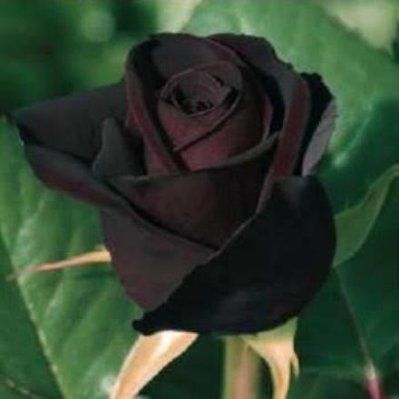 Seeds Black Baccara Rose Plant