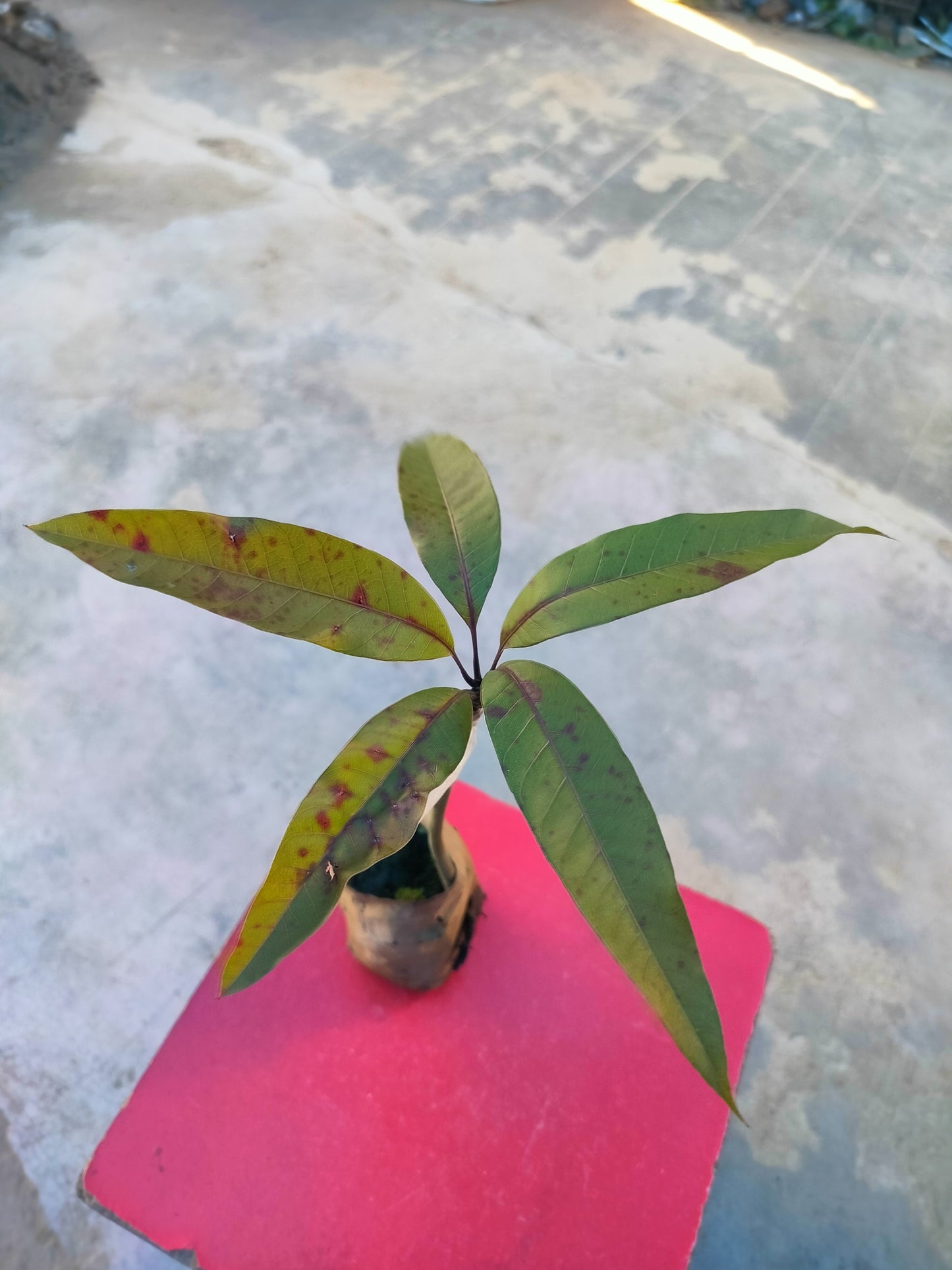 Seeds Grafted Pusa Arunima Mango Plant