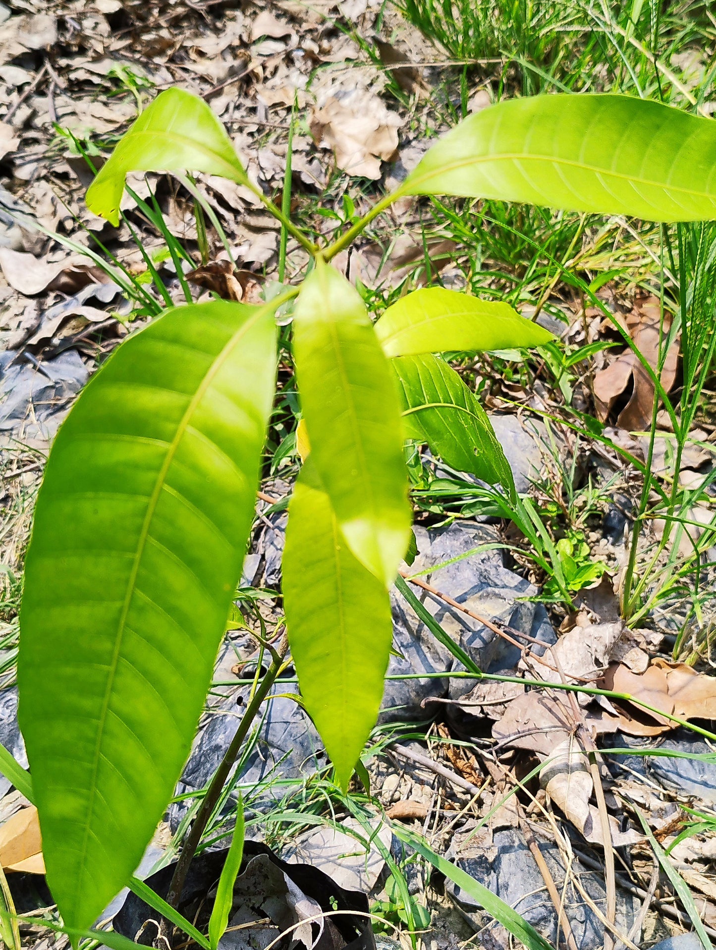 Seeds Badami Mango Plants Hybrid and Dwarf Variant