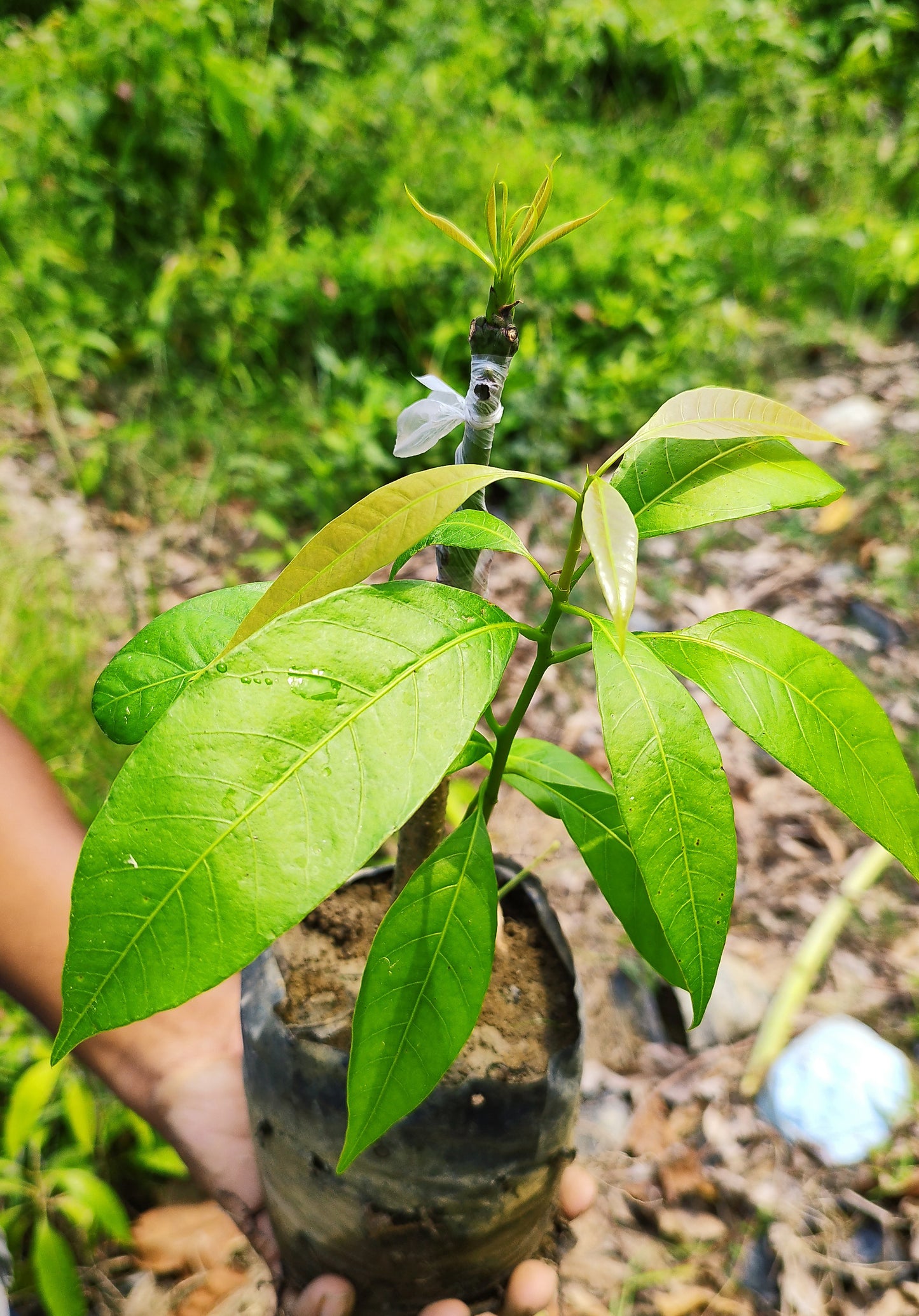 Seeds Mango Japanese Variety