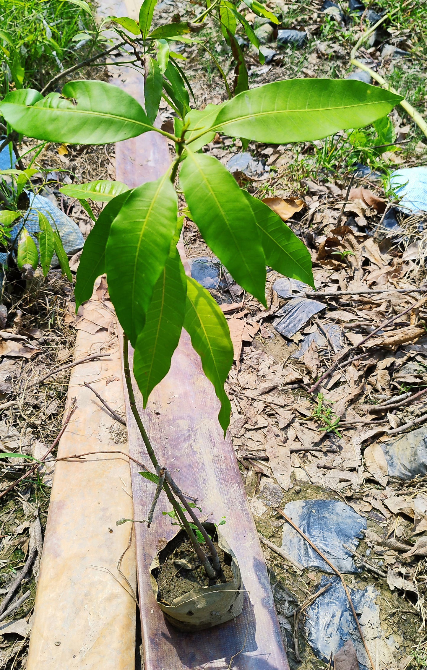 Seeds Top 3 Fruit Plants To Grow In Pots