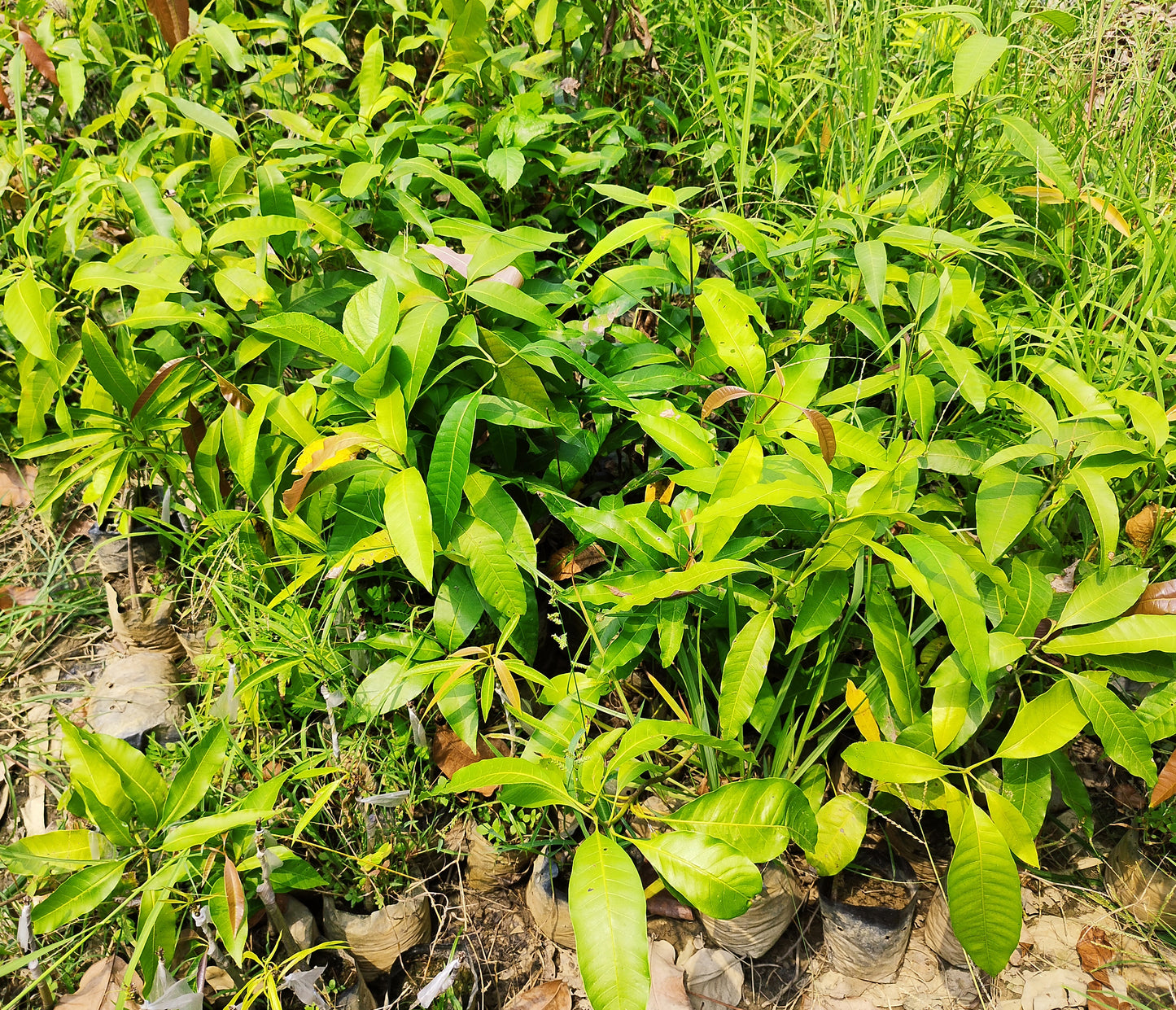 Seeds Mango Japanese Variety