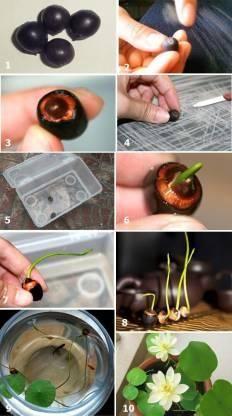 Premium Flower Seeds (40 Pcs)