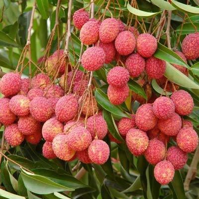 Seeds Sweet Litchi 1.5Ft Healthy & Fresh Short Time Fruit Plant with Polly Bags