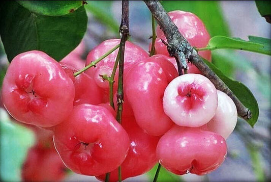 Seeds Wax Apple / Water Apple / Jamun / Jamrul Fruit Live Plant
