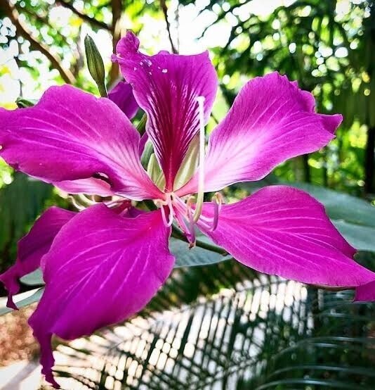 Seeds Rare Purple Kanchan Flowers Plant