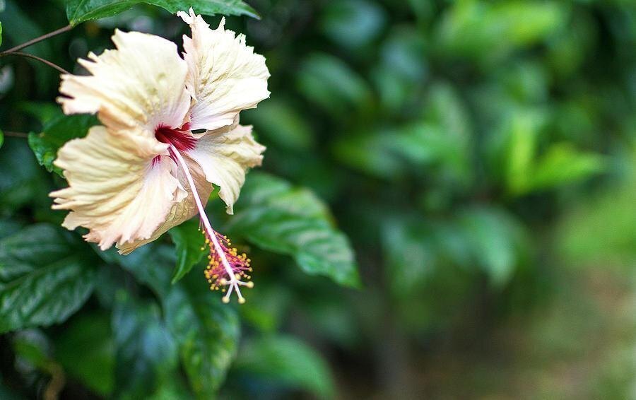 Seeds Hibiscus White Live Flower Plant