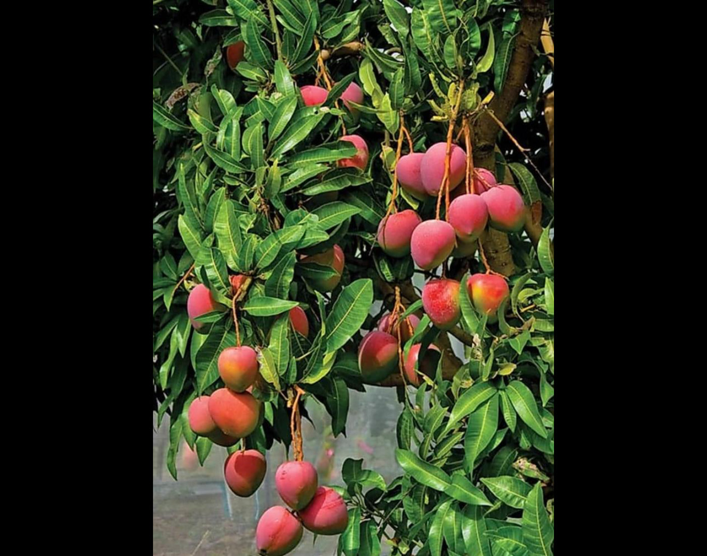 Seeds Mango Japanese Variety