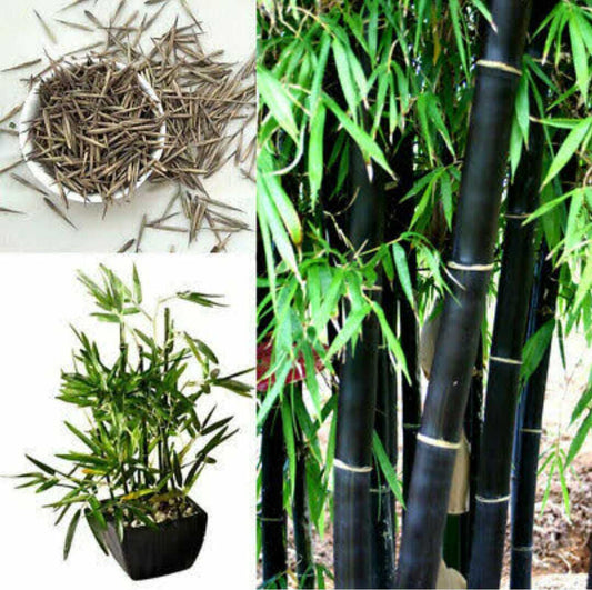 Seeds Chaina Bamboo Plant
