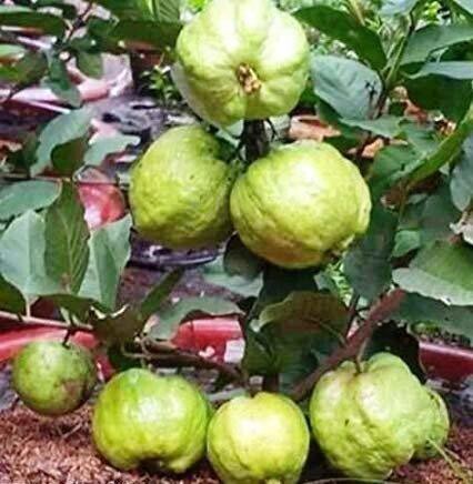 Seeds Live Chinese Guava/Amrud/Amrood Fruit Plant (1 Healthy Fruit Tree Live Plant) S