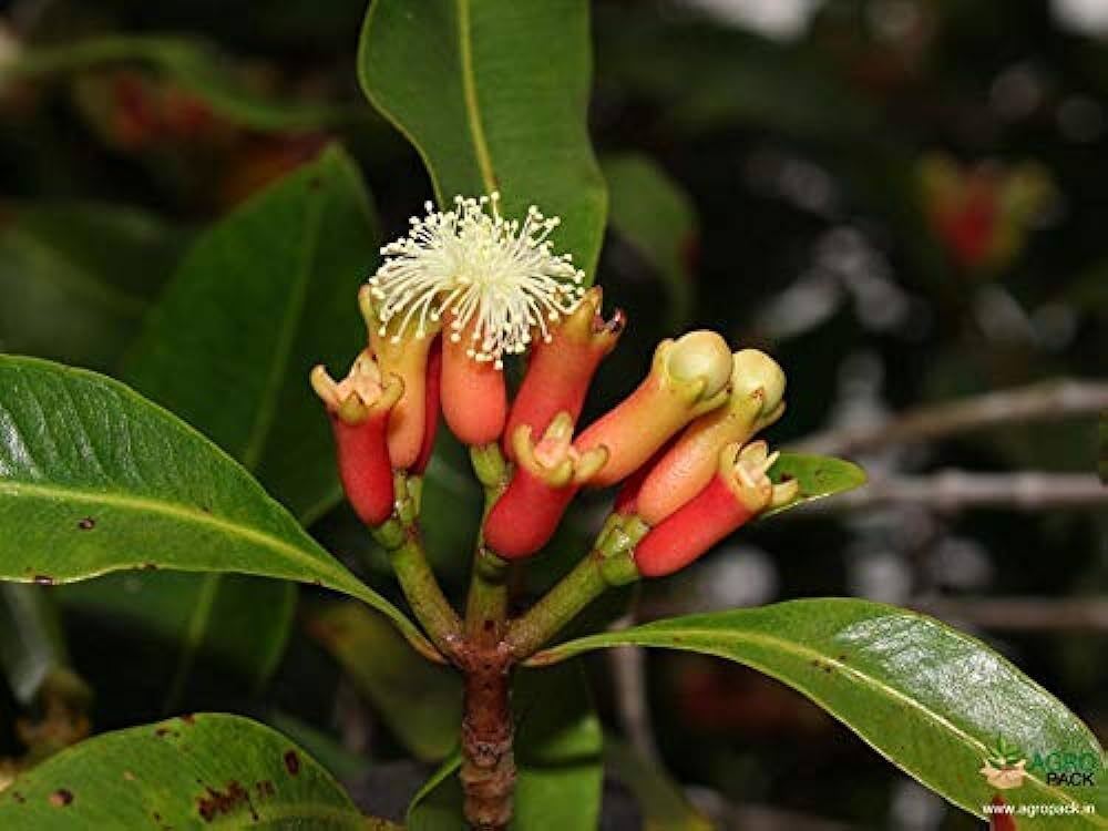 Seeds Grandiflora Clove Plant