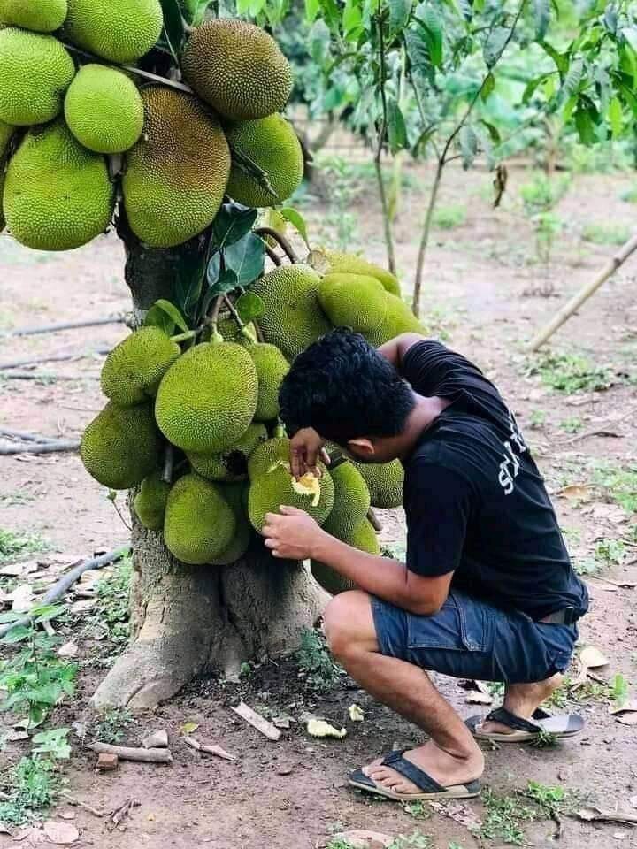 Seeds Jackfruit /Kathal