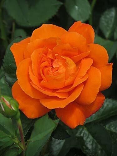 Seeds Orange Rose Plant