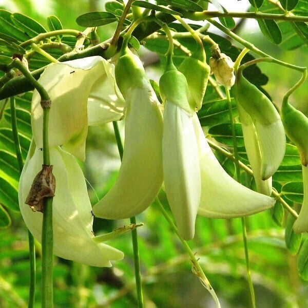 Seeds Live Yellow Agastya/ Aghastya/ Hummingbird/ Sesbania Grandiflora Medicinal Plants