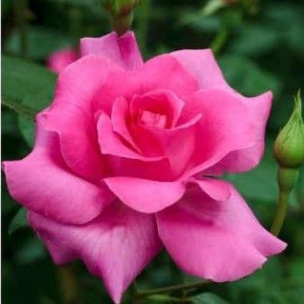 Seeds Rose Plant Live