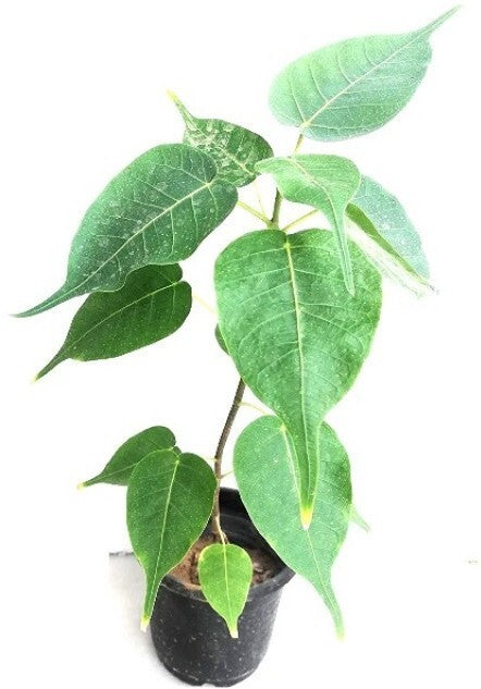 Seeds Backyard Planting Young Peepal/Sacred Fig Plant