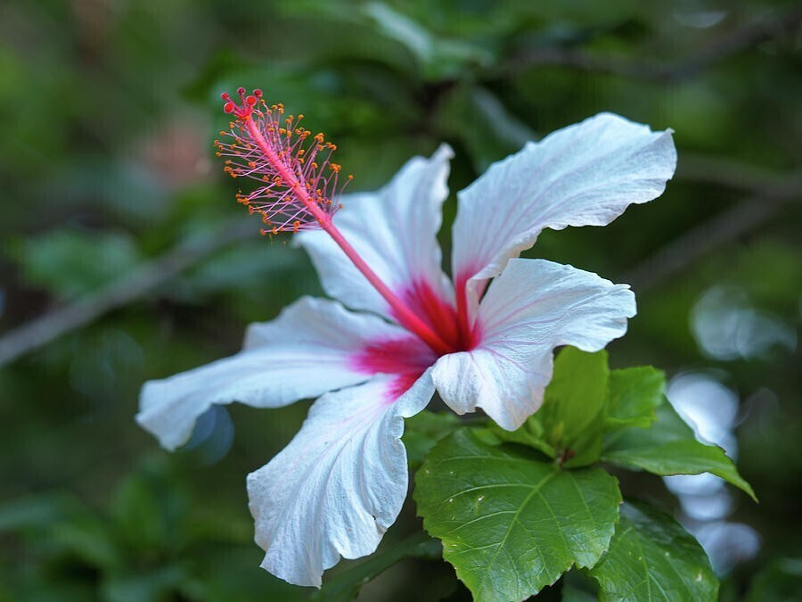 Seeds Hibiscus White Plant