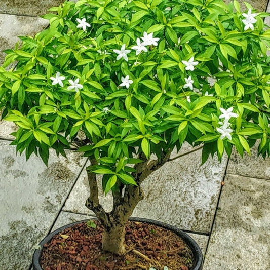Seeds Chinese Tagor / Night Bloom Jasmine Flower Live Plant