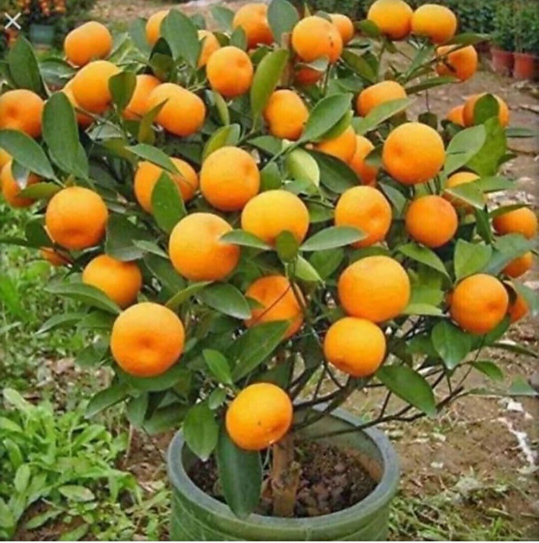 Seeds Orange Plant