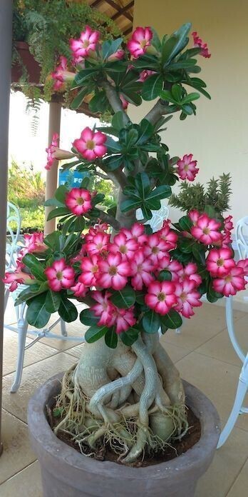 Seeds Adenium Plant