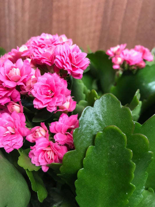 Seeds Kalanchoe Flower Plants (Pink)
