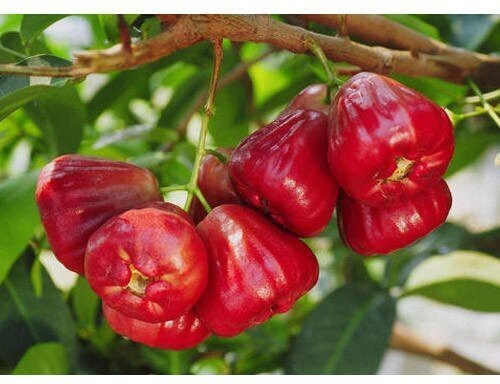 Seeds Red Malay Variety Wax Apple Water Apple Java Apple Fruit (Air Layered/Grafted) Live Plants & Tree(1-1.5 Ft Size)