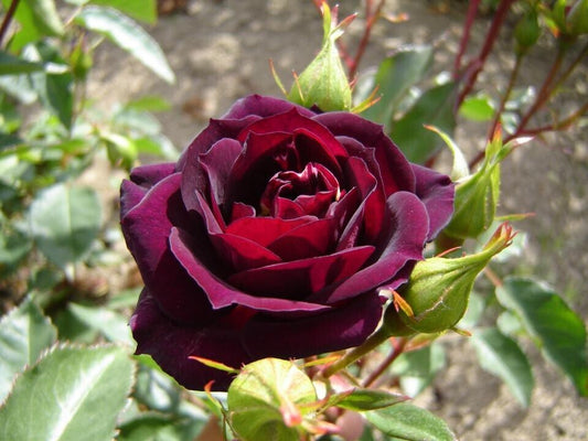 Seeds Mid Night Bule Plant