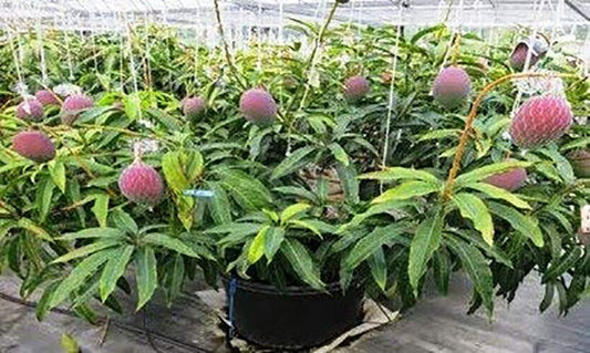 Seeds Bonsai Suitable Green Mango Tree Grafted All Season Delicious Mango Fruit Tree