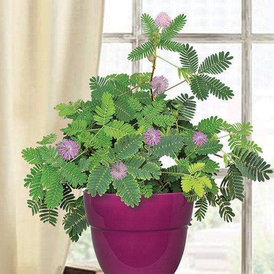 Seeds Shy/ Sleepy Live Flower Plant with Pot (Pack of 1)