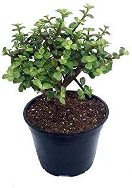 Seeds Greenway Nursery-Lucky Jade/Good Luck Feng Shui Live Plant