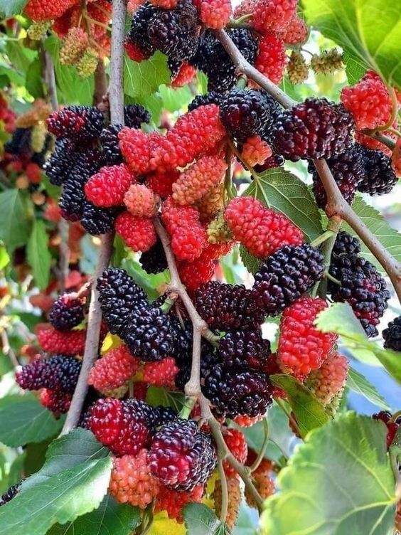 Seeds Hybrid Mulberry Plant