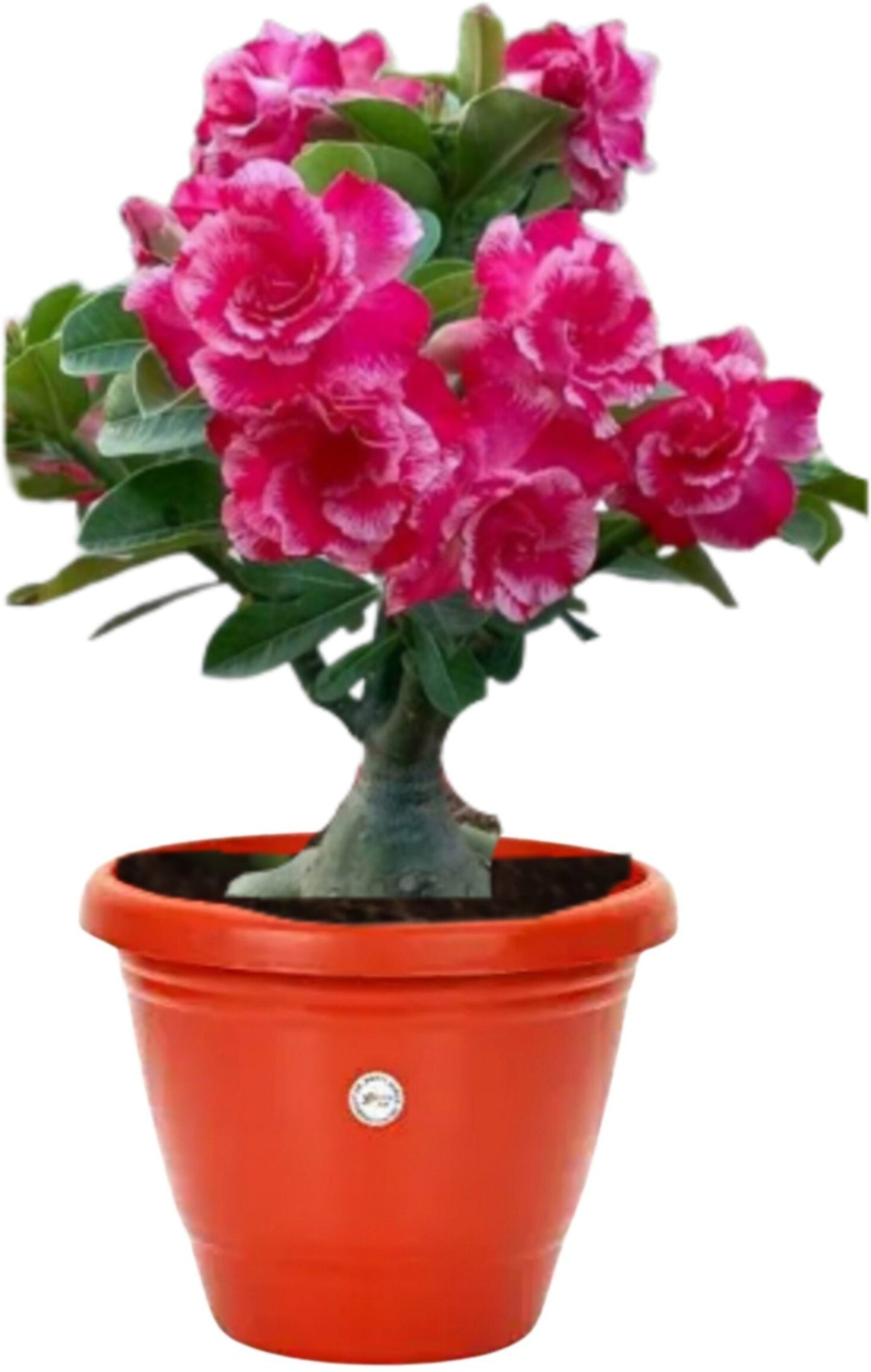 Seeds Creative Farmer Live Plant Bonsai