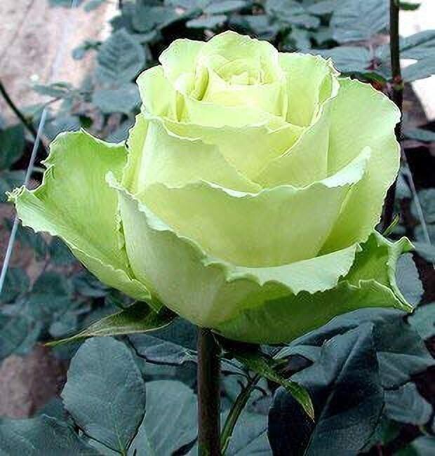 Seeds Saraswati Garden'S Rare Rose Plant 'Green White' 1 Healthy Live Plant with Plastic Bag