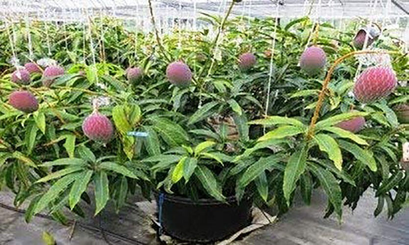 Seeds Bonsai Suitable Green Mango Tree Grafted All Season Delicious Mango Fruit Tree