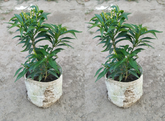 Seeds Jasmine Flower Plant