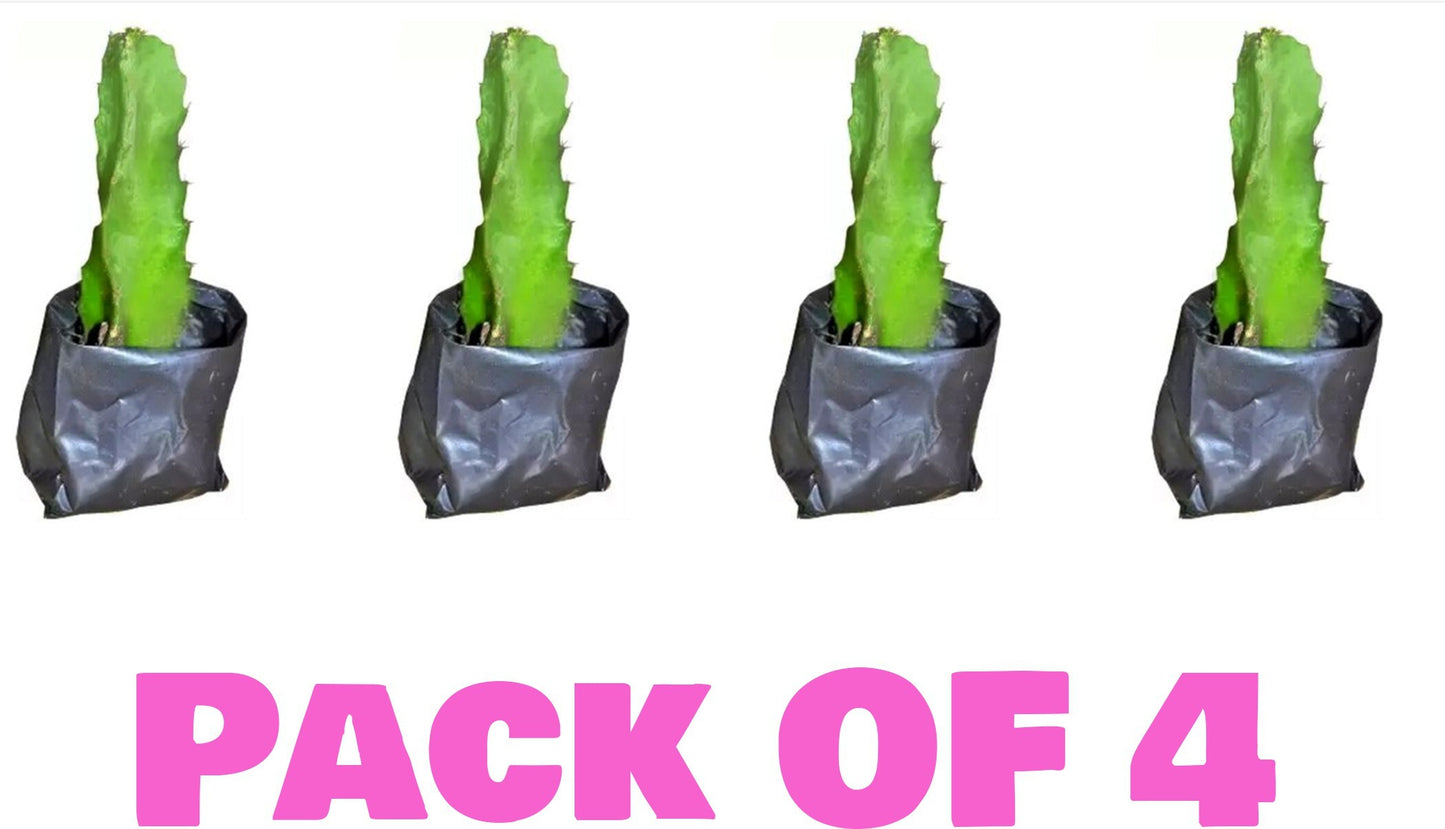 Seeds Pink Dragon Fruit Live Plant Pack-4