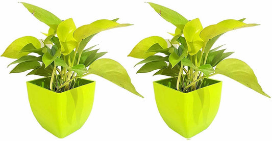 Seeds Air Purifying Good Luck Golden Money Plant - Feng Shui Pothos Plant [Pack of 2 Plants]