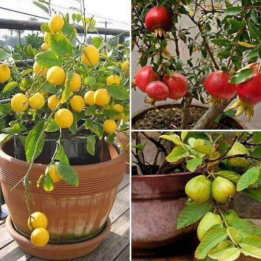 Seeds Top 3 Fruit Plants To Grow In Pots
